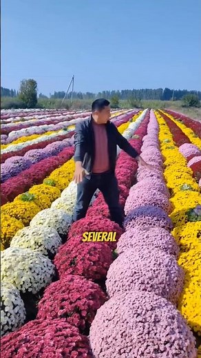 Chrysanthemum: More Than Just a Beautiful Flower 🌼🍵