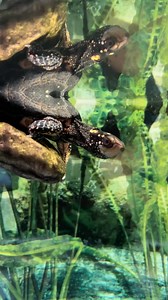 Lo-fi Turtle Tuesday 🐢 Spotted the spotted turtle arrived at the Museum on May 6, 1989, as an adult and (though his exact age is unknown) that makes this turtle AT LEAST 35 years old! Spotted turtles are aquatic, preferring to live in the wetlands of the east coast and Great Lakes, and can live 65 to 110 years. Come visit Spotted and all the other critters in Carolina Wildlife! | Museum of Life and Science
