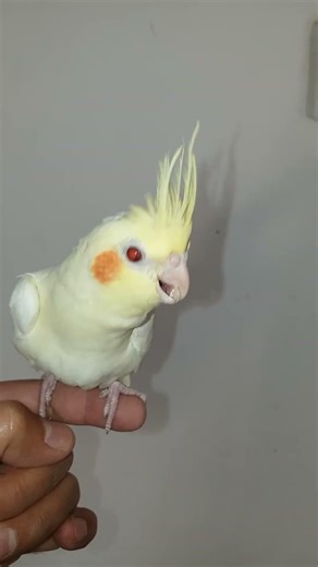 Cockatiel Young Chick | فرخ كوكاتيل صغير | Anak Burung Kakaktua | Filhote de Calopsita | #cockatiels