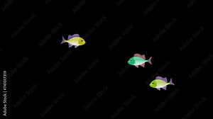 three fish are swimming opposite each other. looped video. Video in 4k format with a transparent background