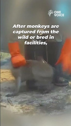 Monkeys Shipped To Labs By Ethiopian Airlines Go Through Hell Before They’re Even Experimented On