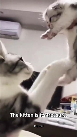Mother Cat Refuses to Leave Her Kitten Alone 💕