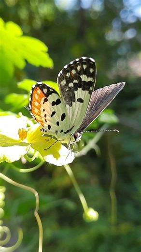 Simply Beautiful Up Close