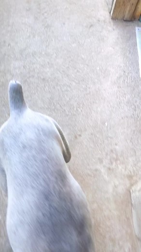 cosmo_Doberman_fawn_isabella on TikTok