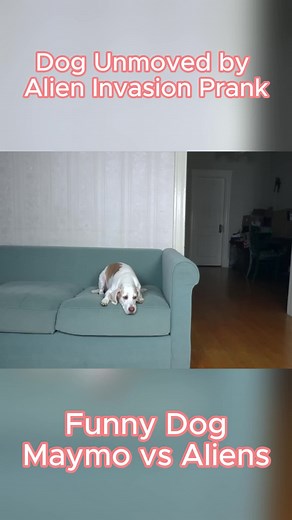 Dog Unmoved by Alien Invasion Prank_ Funny Dog Maymo vs Aliens #maymo #dog #funnydog #foryou #fyp