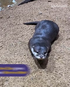 12K views · 170 reactions | The stingray was so polite! 殺 | Lovimals | Facebook