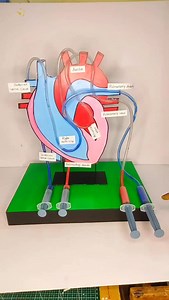 143K views · 6.2K reactions | Heart blood circulation | heart Science project #schoolproject #science #creativity #project #ideas | Aartifex Creation | Facebook