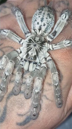HETEROSCODRA MACULATA TARANTULA 🇨🇭🕷 #araignée #spider #tarantula #vogelspinne #mygale #spinnen #pets