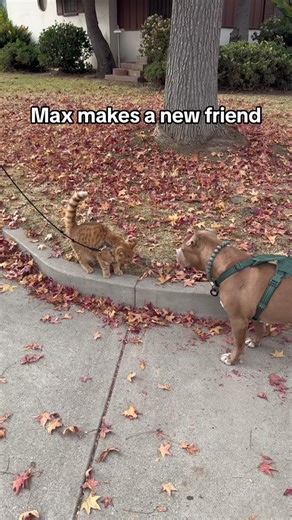 Doggo Nose Boops: Cat and Dog Friendship on a Neighborhood Walk