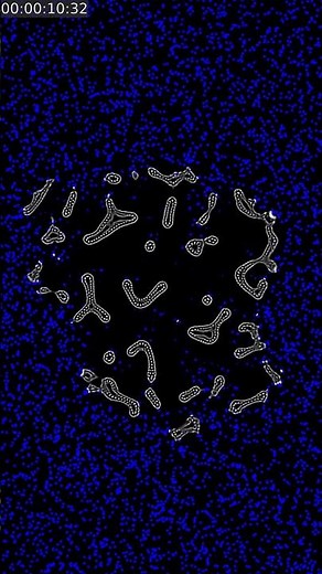 Cellular Automata Self Replicating Bacteria #shorts #artificiallife #lenia #programming #python