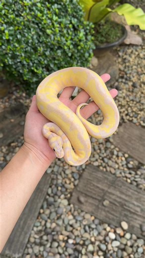 My baby girl is looking gorg! Still minimal spots! She’s a Fire Orange Dream Banana Clown and 100% het Pied! I can only imagine how beautiful this combo would look as a visual Clown Pied! 🥰 (for 🏡) | Arcandrez Ball Pythons