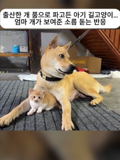 출산한 어미견 품으로 파고든 아기 길고양이 반응 영상