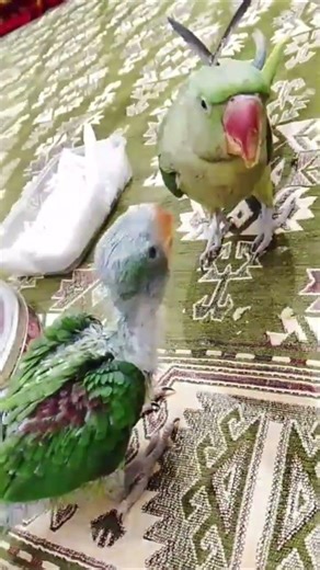 BABY GREEN PARROT 🦜 CRYING FOR FOOD 🔥