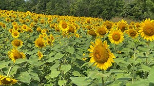 Sunflowers reach peak bloom despite earlier drought concerns