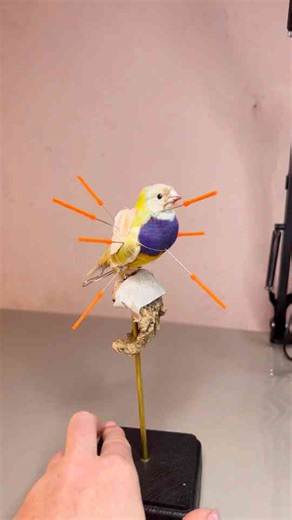 Intricate Process of Bird Taxidermy Revealed