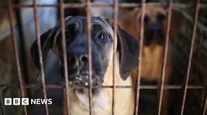 South Korea passes law banning dog meat trade