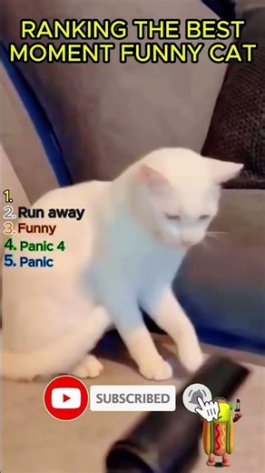 Funny Cats Doing Silly Things 😂 Cute Cat Moments Compilation #FunnyCats #CuteCats