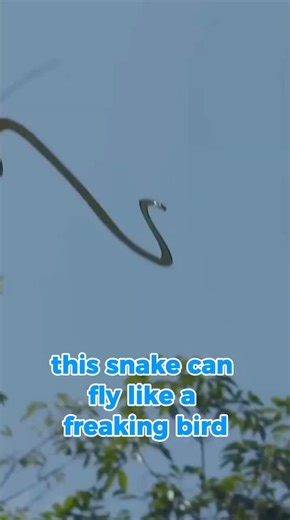 This Snake Actually Flies?! Insane!” #interestingfacts #snake #animalshorts
