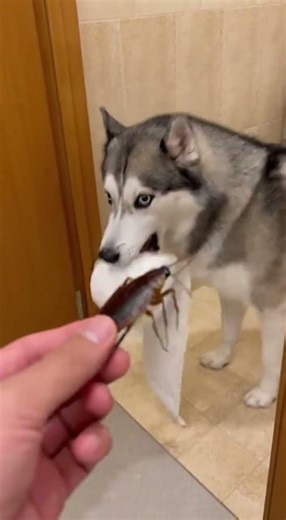 The Funniest Husky Reaction to a Giant Cockroach! (Wait for the ending) | pawly
