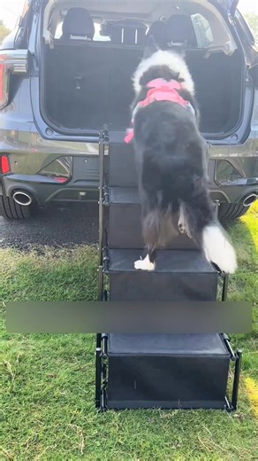 3.7K reactions · 297 shares | FINALLY! Stairs So Good, Your Dog Will REFUSE to Jump in the Car!  Even lazy pups will sprint to use them! ✨ Ultra-light, 4-step safety & fits anywhere!  | FUNNYFUZZY | Facebook