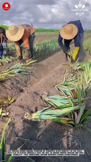 Pineapple Slip Planting: Manual Field Transplanting for Strong Root Establishment