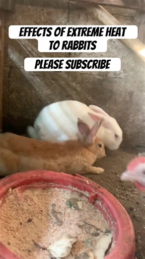 Effects of Extreme Heat to rabbits #RabbitCare #RabbitHealth #BunnyCare #RabbitFarming #animals