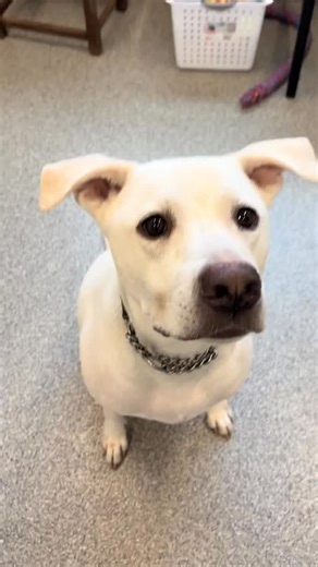 Say hello to My Hero Zero 💛 This goofy Lab/Husky mix is sweet, smart, and ready to zoom into your heart. 🚗✨ Zero would shine brightest in a quiet, adult-only home — the perfect match for his gentle soul. 🏡 He hasn’t given up on finding love… and we know his forever family is out there. 💫 #MyHeroZero #CantGiveUpNow #AdoptZero #QuietHome #AdultOnlyHome #RescueDog #AdoptDontShop #ForeverHome #LabMix #HuskyMix #ShelterDog #AdoptMe #FureverFamily #RescueDogLove #ZoomiesAndCuddles #AdoptableDog #S