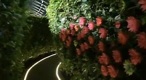 4.5K views · 62 reactions | Surprise blooming flowers at Hedge Maze @ Jewel Changi Airport Hedge Maze + Canopy Park $10.80 (Singapore Residents) $12 (Non Singapore Residents) | Singapore Atrium Sale | Facebook
