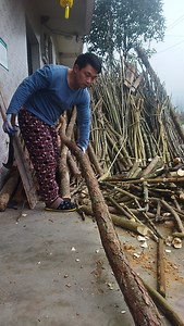 日常砍柴，砍几根大一点的。