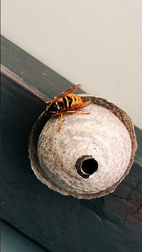 Qui a construit ce nid ? L'incroyable histoire d'une reine frelon 🐝🏠 #Nature #Animaux #Shorts