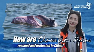 1.9K reactions · 54 shares | Over the past few decades, the Pearl...