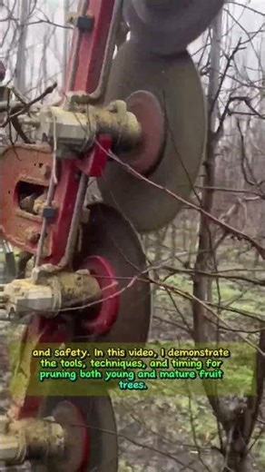 How to Prune Trees for Better Health, Shape, and Bigger Harvests #shortsfeed #satisfying