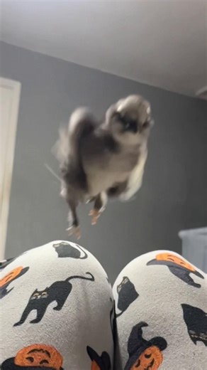 Moomin Discovers the Joy of Flying