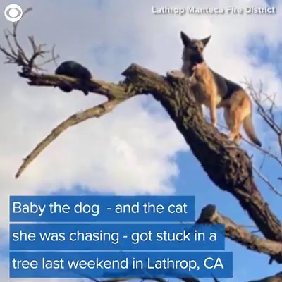 It sounds like a scene from a cartoon: A dog and a cat stuck out on the limb of a tree. But that’s exactly what happened to Baby the German shepherd in California last week. Take a look: | CBS Newspath