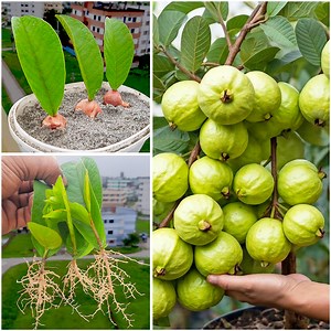 312K views · 2.3K reactions | Leaf to harvest || Complete guava growing tutorial in this video || Watch it till end | DIY IndoorGarden | Facebook