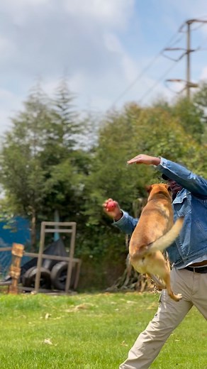 9.8K views · 1.5K reactions | #dogtrainers #puppiesofinstagram #dogtrainer #dogtraining | Baxton DOG Training Academy | Facebook