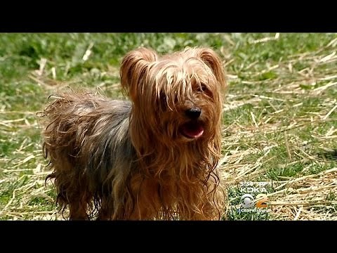 18 Yorkies Need Homes After Owner Dies