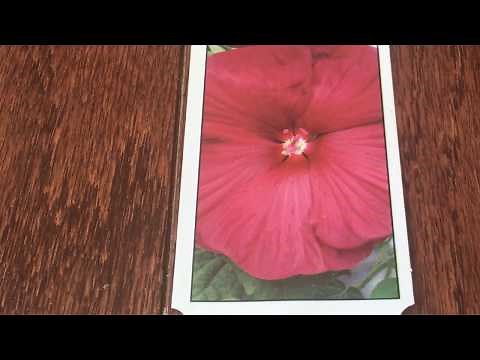 How to grow and prune Hardy hibiscus (Rose Mallow) in the ground?