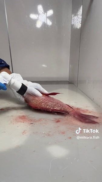 Humpback Red Snapper Cutting | ヒメフエダイのカット
