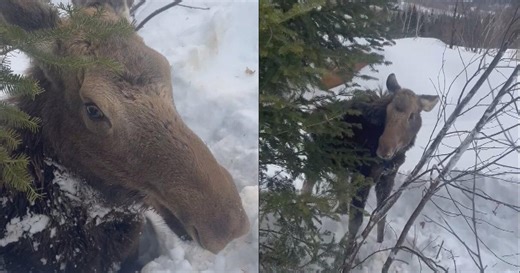 Snowmobile riders rescue moose trapped in snow in New Hampshire