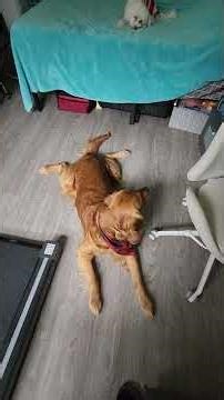 #goldenretriever #maltipoo command training