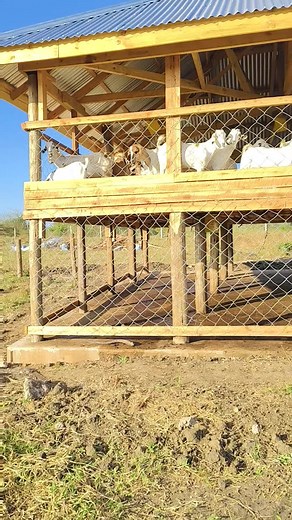 Building the Perfect Goat House for Your Farm