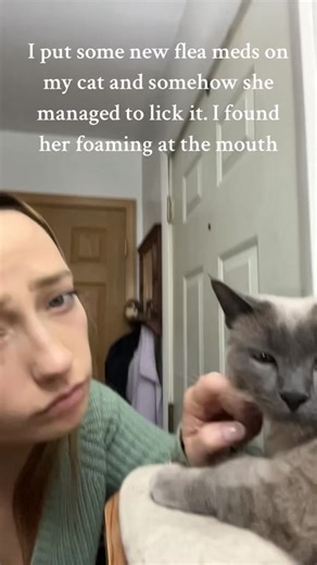 NexGard for Cats: Ensuring Your Fur Baby's Safety