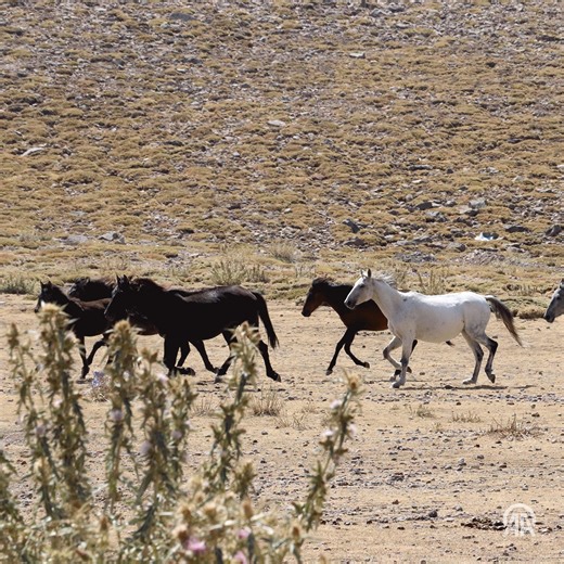 Özgürlüğün simgesi yılkı atları Erciyes'te dörtnala koşuyor • Teknolojinin gelişmesiyle köylülerce terk edilen atlar zamanla yabanileşti • Erciyes’in yamaçlarında sürü halinde yaşayan atlar doğayla bütünleşiyor • Sarıgöl Yaylası’nda 70’ten fazla yılkı atı korunuyor http://v.aa.com.tr/3718597 | Anadolu Ajansı