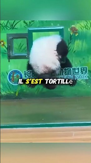 Watch this panda escape again and again 😮🐼 #escape #animals #cute