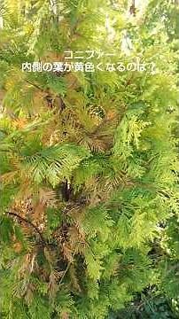 What causes the inner leaves of a conifer to turn yellow? #Conifer #Conifer leaves wither #Europe...