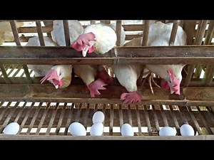 CHICKEN LAYING EGG / BACKYARD POULTRY FARMING