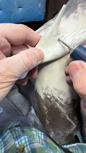 49 reactions · 4 comments | Adding the finishing touches to a goose. Carved from reindeer antler, it will be mounted on driftwood. #goose #antlerart #bonecarving #wildlifeart | Cabin Fever Carving | Facebook