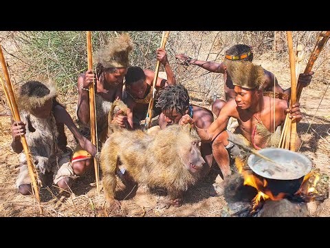 LIVE BABOON HUNT : Raiding A Baboon Camp With Hadzabe Hunter- Gatherers in Tanzania