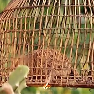 443K views · 13K reactions | Oliyile Therivadhu | Lofi | Video Song . . #tamilmovie #tamilcinema #entertainment #oldmovie #newmovie #latestmovie | Mass Audios | Facebook